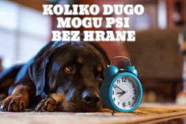 KOLIKO DUGO MOGU PSI BEZ HRANE