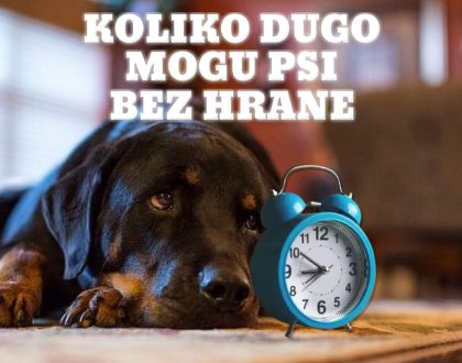 KOLIKO DUGO MOGU PSI BEZ HRANE