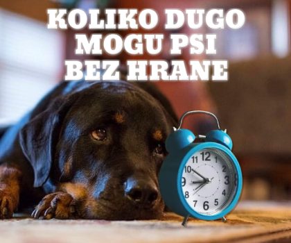 KOLIKO DUGO MOGU PSI BEZ HRANE