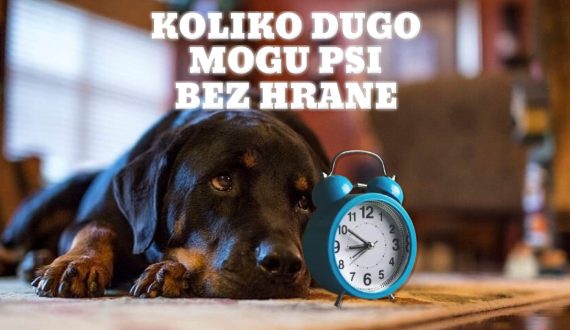 KOLIKO DUGO MOGU PSI BEZ HRANE