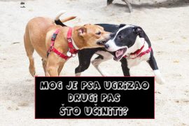 MOG JE PSA UGRIZAO DRUGI PAS ŠTO UČINITI