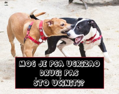 MOG JE PSA UGRIZAO DRUGI PAS ŠTO UČINITI