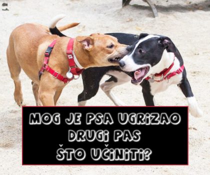 MOG JE PSA UGRIZAO DRUGI PAS ŠTO UČINITI