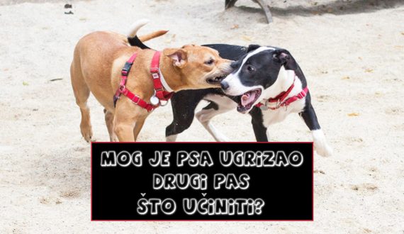 MOG JE PSA UGRIZAO DRUGI PAS ŠTO UČINITI