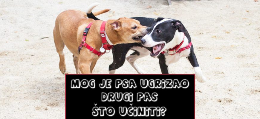 MOG JE PSA UGRIZAO DRUGI PAS ŠTO UČINITI