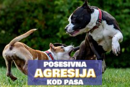 POSESIVNA AGRESIJA KOD PASA