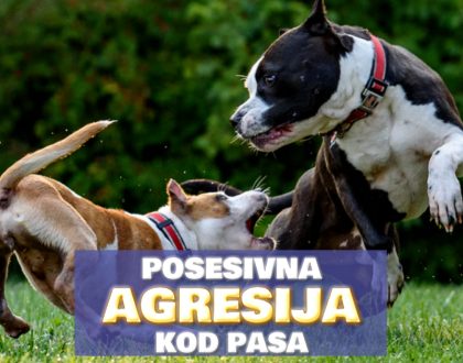 POSESIVNA AGRESIJA KOD PASA