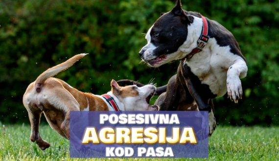 POSESIVNA AGRESIJA KOD PASA