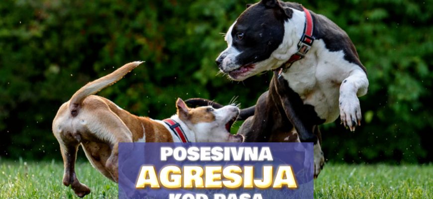 POSESIVNA AGRESIJA KOD PASA