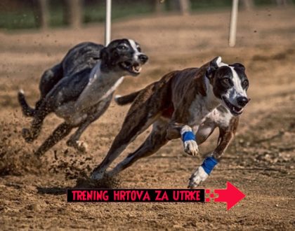 TRENING HRTOVA za utrke