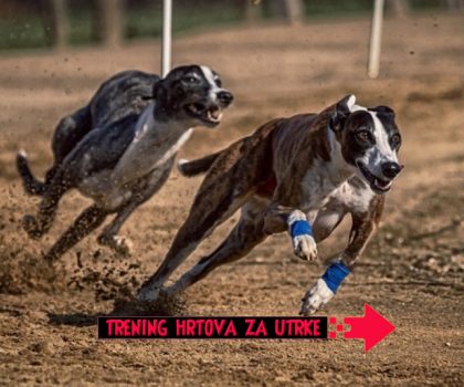 TRENING HRTOVA za utrke