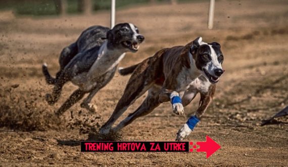 TRENING HRTOVA za utrke
