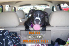 USLUGE DOSTAVE PRIJVOZA PASA