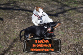 hiperaktivni psi ...