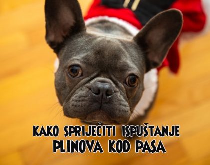 kako spriječiti ispuštanje plinova kod pasa