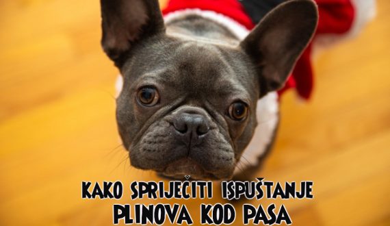 kako spriječiti ispuštanje plinova kod pasa