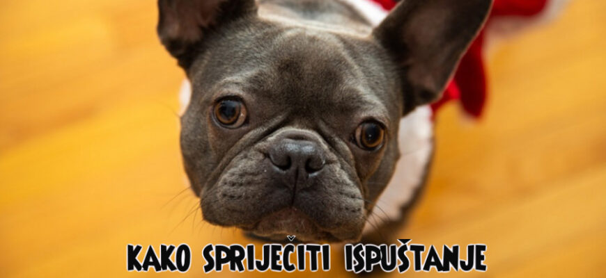 kako spriječiti ispuštanje plinova kod pasa