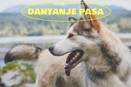 DAHTANJE PASA