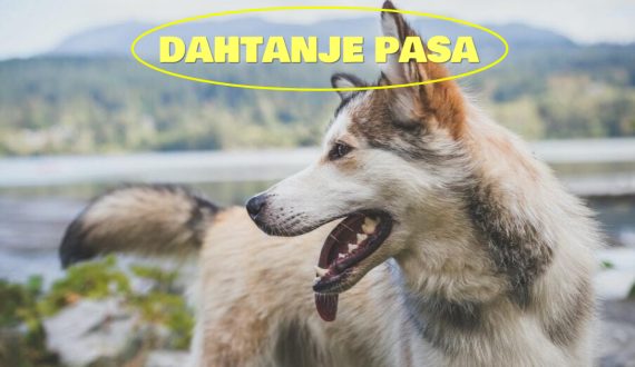 DAHTANJE PASA