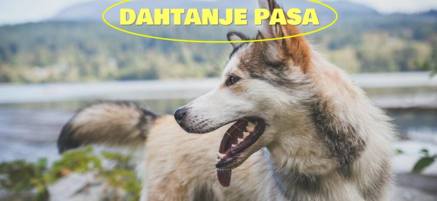 DAHTANJE PASA