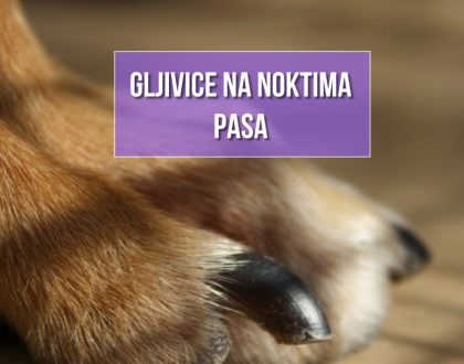 GLJIVICE NA NOKTIMA PASA