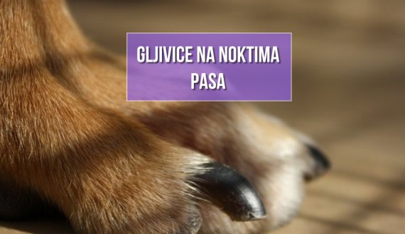 GLJIVICE NA NOKTIMA PASA