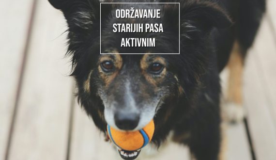 ODRŽAVANJE STARIJIH PASA AKTIVNIMA