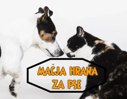 mačja hrana za pse