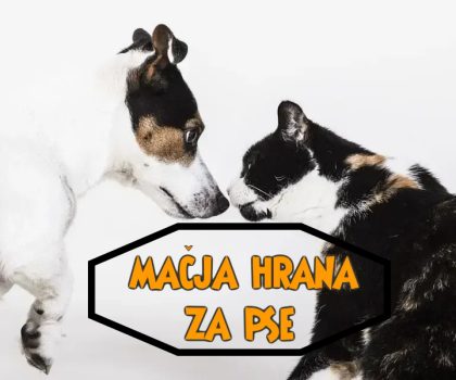 mačja hrana za pse