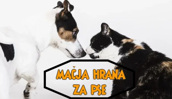 mačja hrana za pse