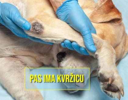 pas ima kvržicu