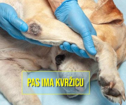 pas ima kvržicu