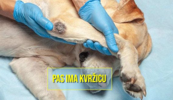 pas ima kvržicu