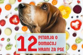 12 PITANJA O DOMAĆOJ HRANI ZA PSE