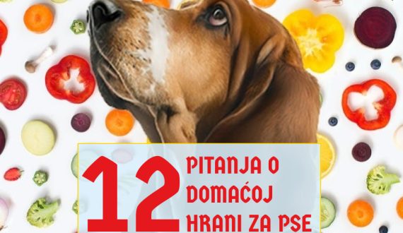 12 PITANJA O DOMAĆOJ HRANI ZA PSE