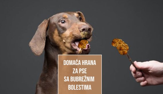 DOMAĆA HRANA ZA PSE BUBREŽNIM BOLESTIMA