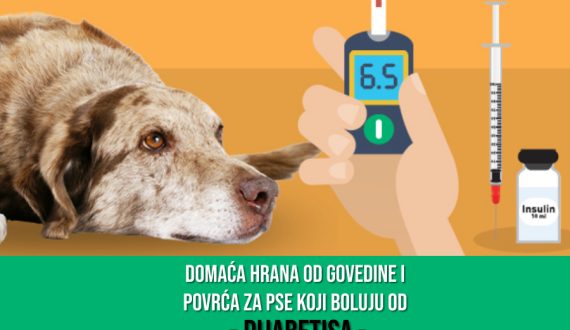 DOMAĆA HRANA ZA PSE KOJI BOLUJU OD DIJABETISA