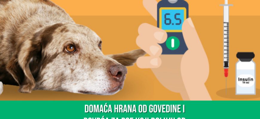 DOMAĆA HRANA ZA PSE KOJI BOLUJU OD DIJABETISA
