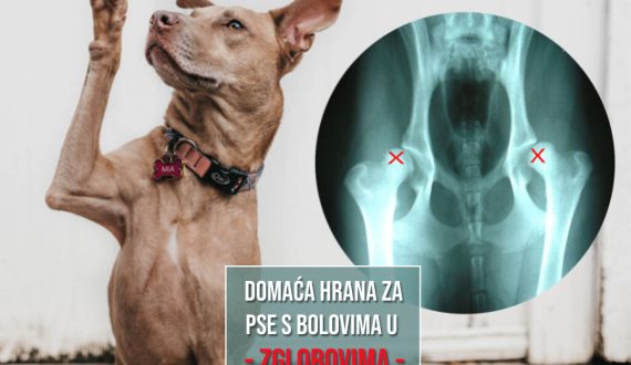 DOMAĆA HRANA ZA PSE S BOLOVIMA U ZGLOBOVIMA