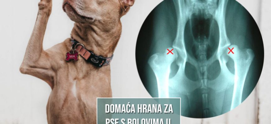 DOMAĆA HRANA ZA PSE S BOLOVIMA U ZGLOBOVIMA