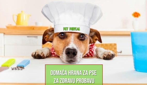 DOMAĆA HRANA ZA PSE ZA ZDRAVU PROBAVU