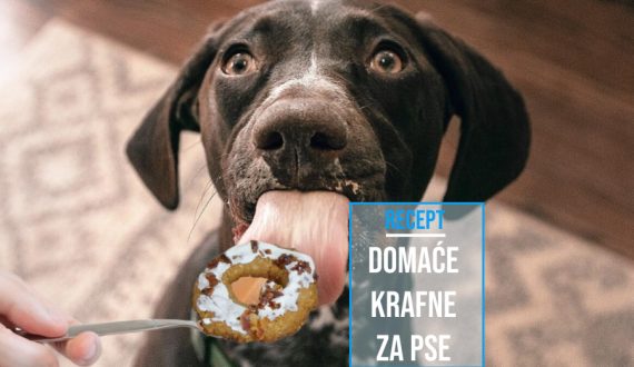 DOMAĆE KRAFNE ZA PSE