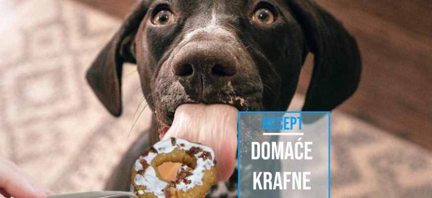 DOMAĆE KRAFNE ZA PSE