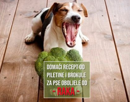 DOMAĆI RECEPT OD PILETINE I BROKULE ZA PSE OBOLJELE OD RAKA