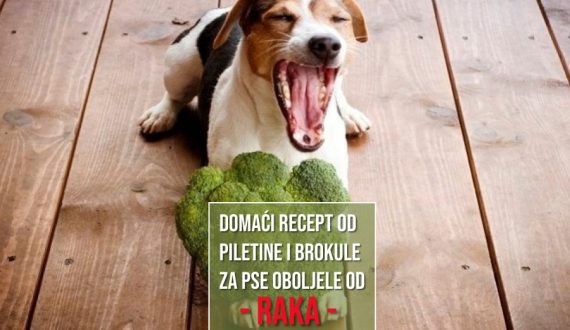 DOMAĆI RECEPT OD PILETINE I BROKULE ZA PSE OBOLJELE OD RAKA