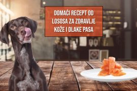 Domaći recept od lososa za zdravlje kože i dlake pasa