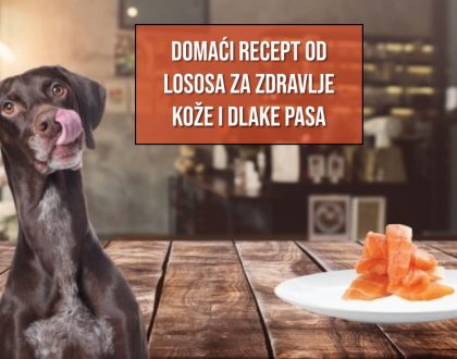 Domaći recept od lososa za zdravlje kože i dlake pasa