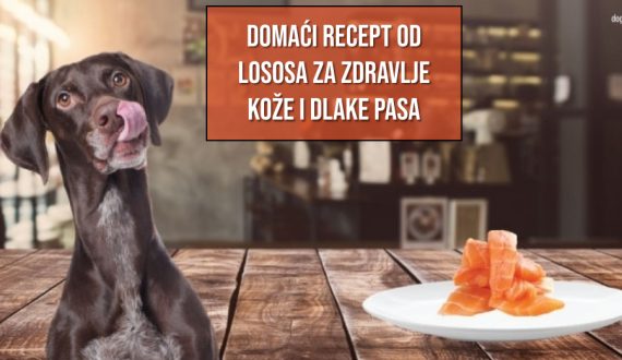 Domaći recept od lososa za zdravlje kože i dlake pasa