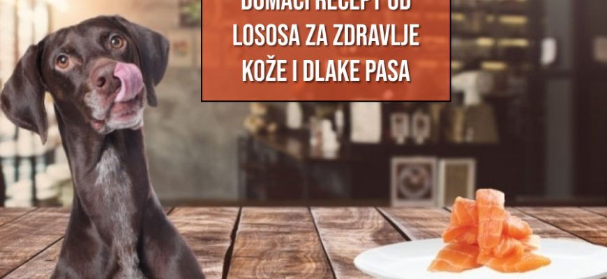 Domaći recept od lososa za zdravlje kože i dlake pasa