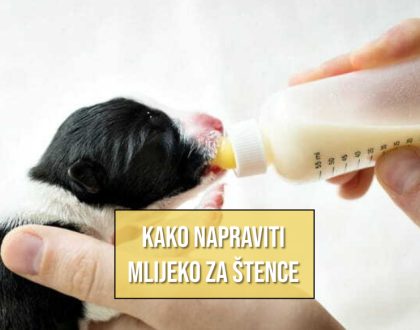 KAKO NAPRAVITI MLIJEKO ZA ŠTENCE
